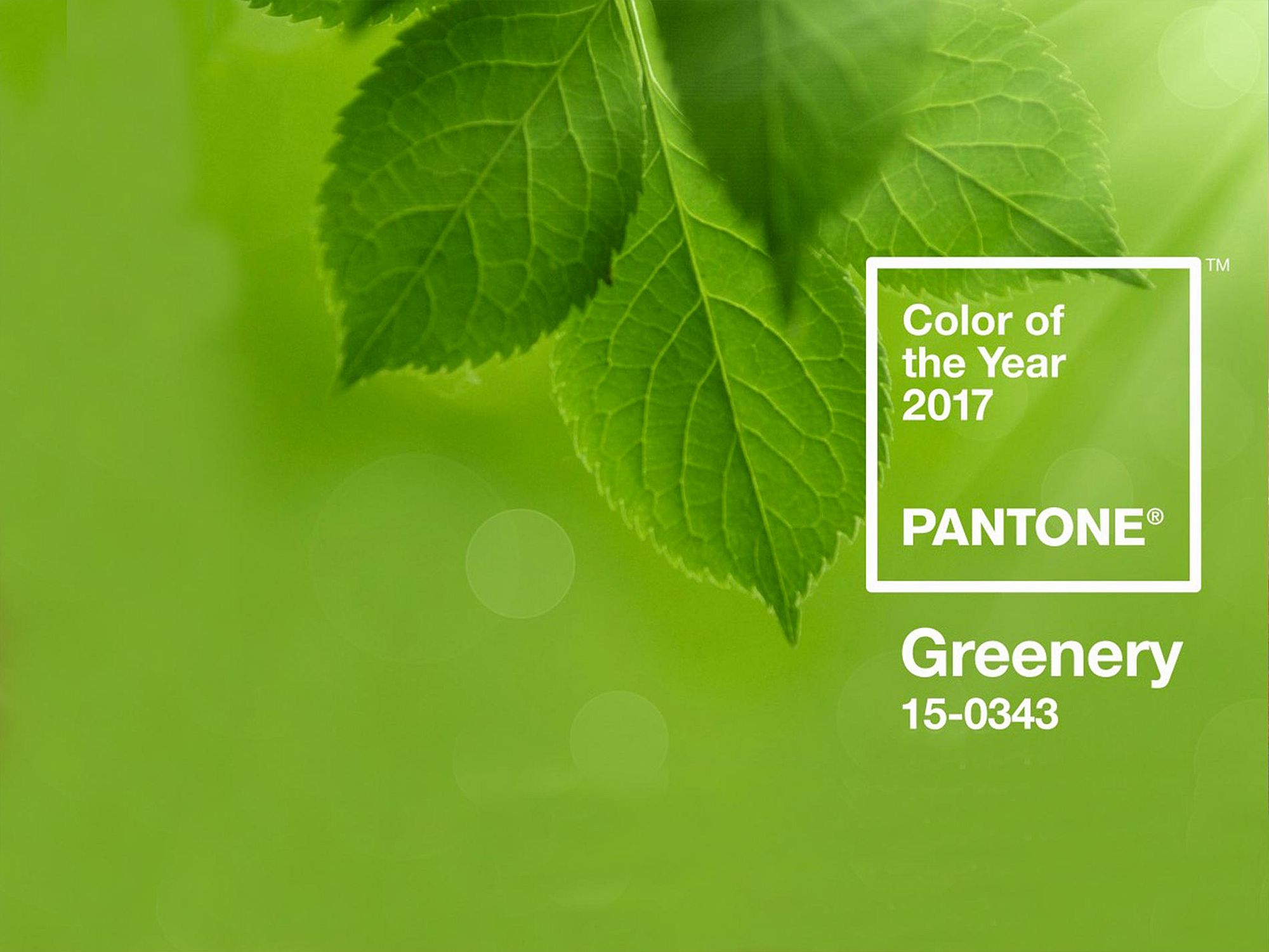 Главный цвет 2017 года по версии Pantone: Greenery